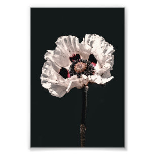 Impression Photo Beau Snowy White Montana Fleur sauvage