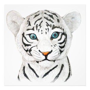 Impression Photo Beau Tigre Blanc Avec Yeux Bleus