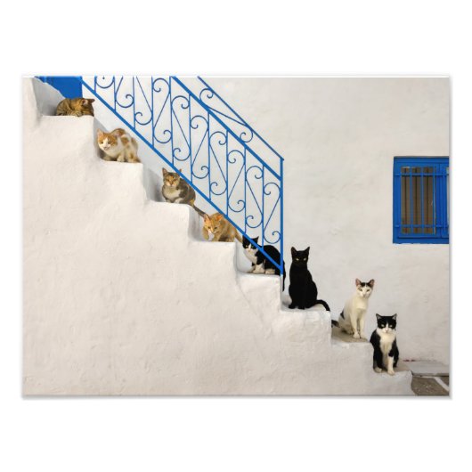 Impression Photo Beaucoup de chats sur un escalier blanc dans un vi (Devant)