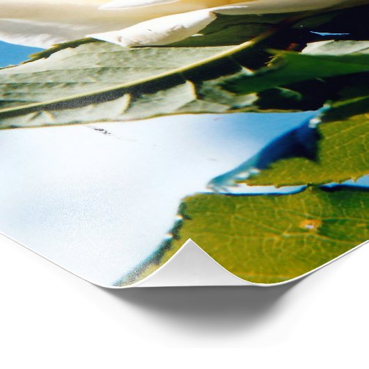 Impression Photo Beauté de Rose blanche (Coin)