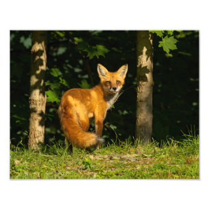 Impression Photo Beauté Red Fox