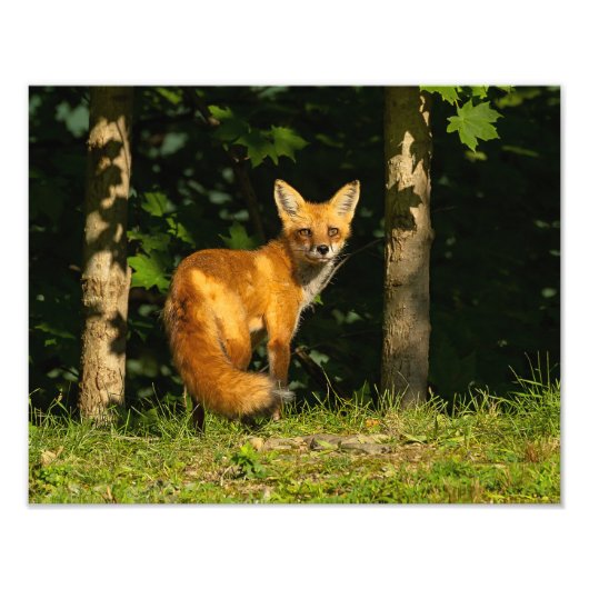 Impression Photo Beauté Red Fox (Devant)