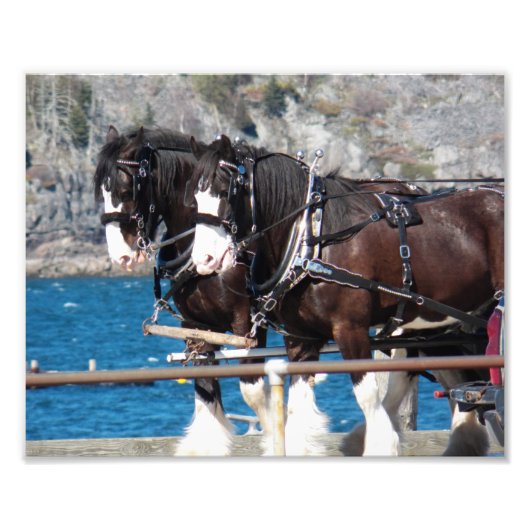 Impression Photo Beautiful Belgian Harness Working Horses (Devant)