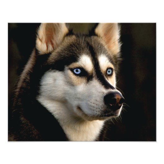 Impression Photo Beautiful Husky Throw Pillow (Devant)