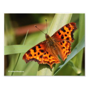 Impression Photo Beautiful Orange Satyr Comma Butterfly