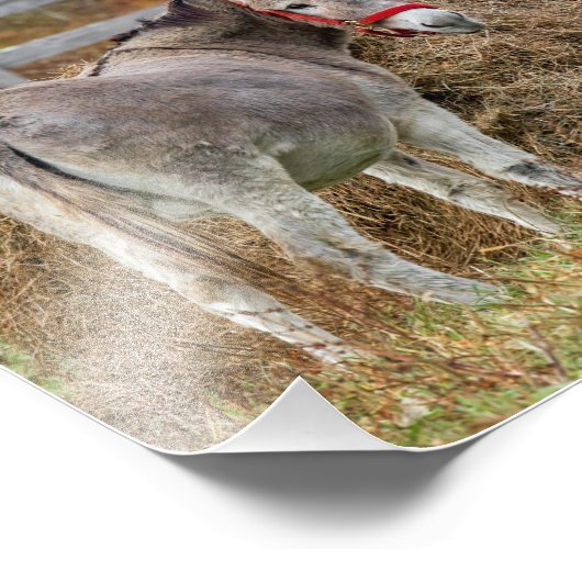 Impression Photo Beaux ânes (Coin)