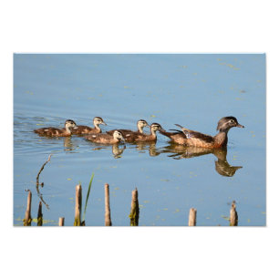 Impression Photo Bébé Canards dans une rangée après maman
