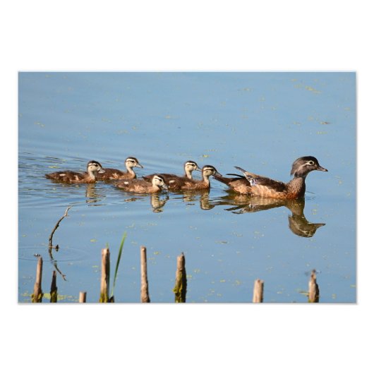 Impression Photo Bébé Canards dans une rangée après maman (Devant)