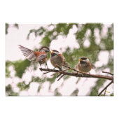 Impression Photo Bébé chickadees et mère oiseau (Devant)