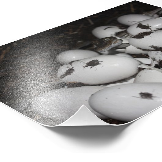 Impression Photo Bébé crocodiles (Coin)