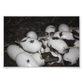 Impression Photo Bébé crocodiles (Devant)