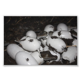 Impression Photo Bébé crocodiles