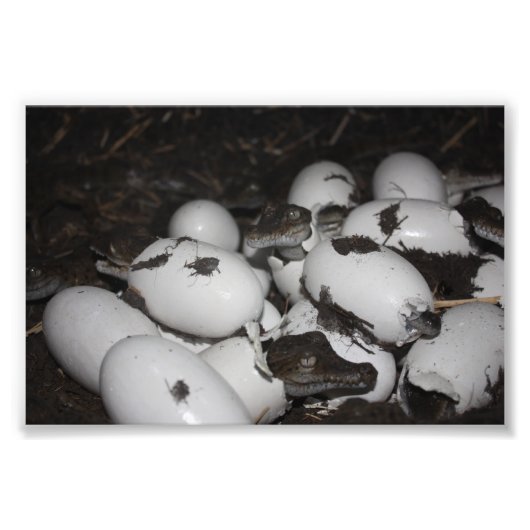 Impression Photo Bébé crocodiles (Devant)