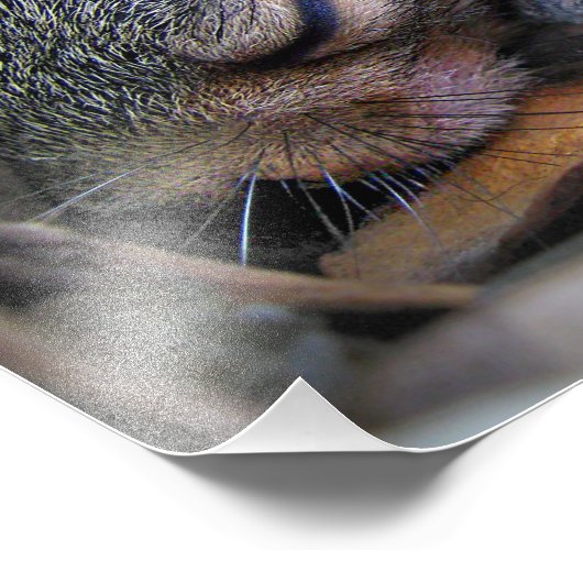 Impression Photo Bébé écureuil dormant (Coin)