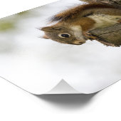 Impression Photo Bébé écureuil rouge (Coin)