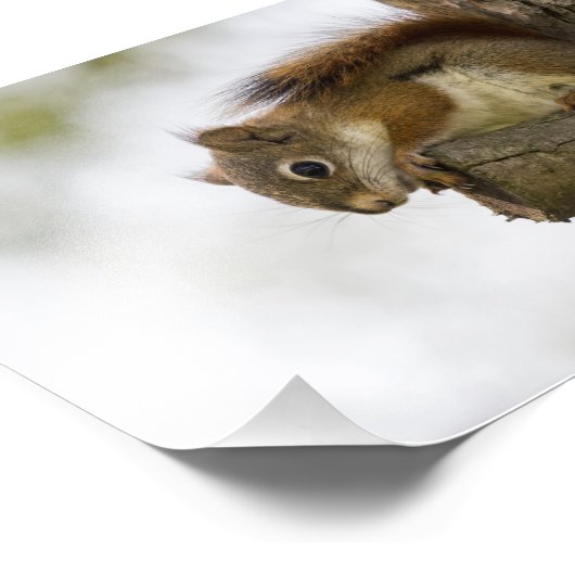 Impression Photo Bébé écureuil rouge (Coin)