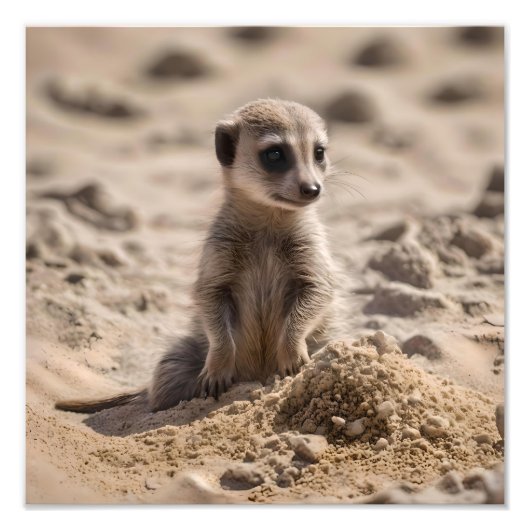 Impression Photo Bébé Meerkat Jouant Dans Le Sable, (Devant)