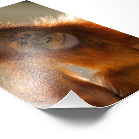 Impression Photo Bébé mignon Orangutan (Coin)