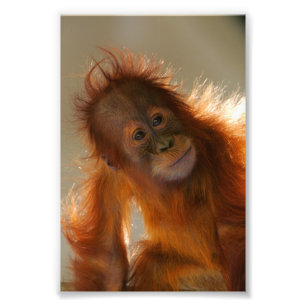 Impression Photo Bébé mignon Orangutan