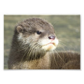 Impression Photo Bébé mignon Otter (Devant)