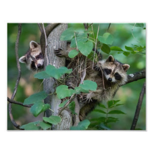 Impression Photo Bébé mignon Raccoons