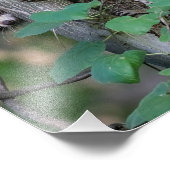 Impression Photo Bébé mignon Raccoons (Coin)