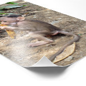 Impression Photo Bébé singe (Coin)