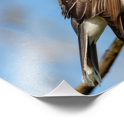 Impression Photo Bécasseau de l'Est sur une branche (Coin)