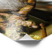 Impression Photo Bécasseau mignon à carreaux noirs dans l'arbre (Coin)