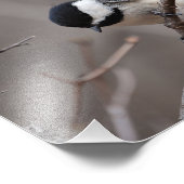 Impression Photo Bécasseau noir (Coin)