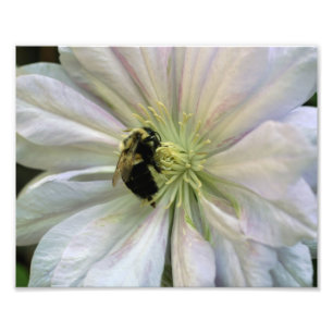Impression Photo Bee On White Clematis Flower 10x8 Nature Imprimer