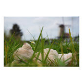 Impression Photo Beer relaxt se trouve dans l'herbe avec une Hollan (Devant)