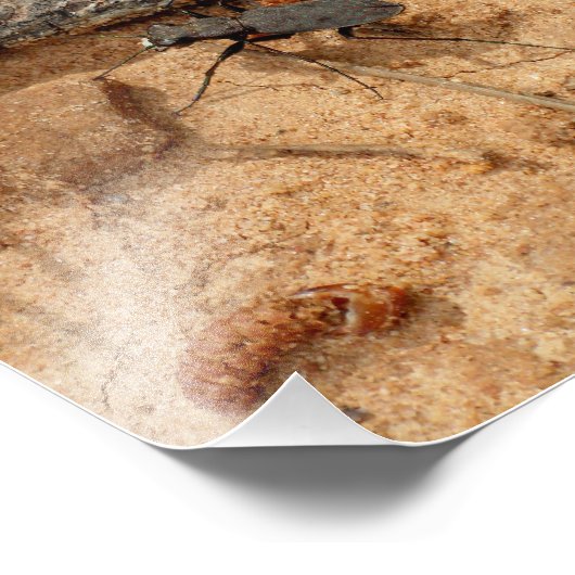 Impression Photo Beetle (Coin)