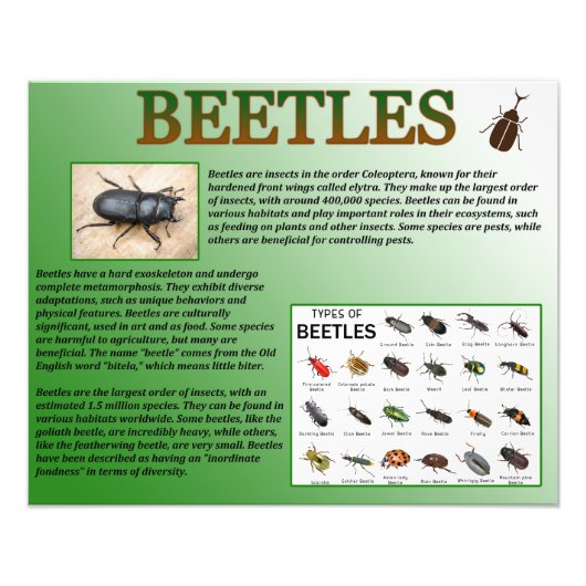 Impression Photo Beetles (Devant)