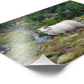 Impression Photo Bélier islandais (Coin)