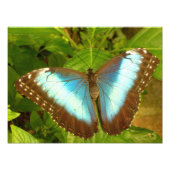 Impression Photo Belle affiche de papillon bleu et noir (Devant)