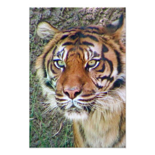 Impression Photo Belle affiche de tigre !