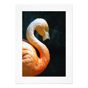 Impression Photo Belle affiche/impression de Flamant rose!