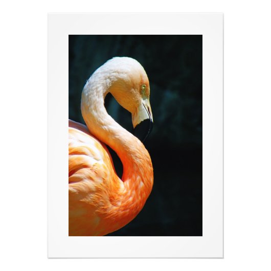 Impression Photo Belle affiche/impression de Flamant rose! (Devant)