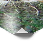 Impression Photo Belle Affiche Tigre ! (Coin)