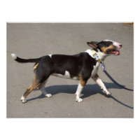 Belle Bullterrier Tricolore