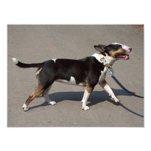 Impression Photo Belle Bullterrier Tricolore (Devant)
