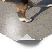 Impression Photo Belle Bullterrier Tricolore (Coin)