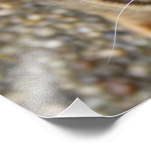 Impression Photo Belle Chat Bengale (Coin)