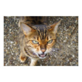 Impression Photo Belle Chat Bengale (Devant)