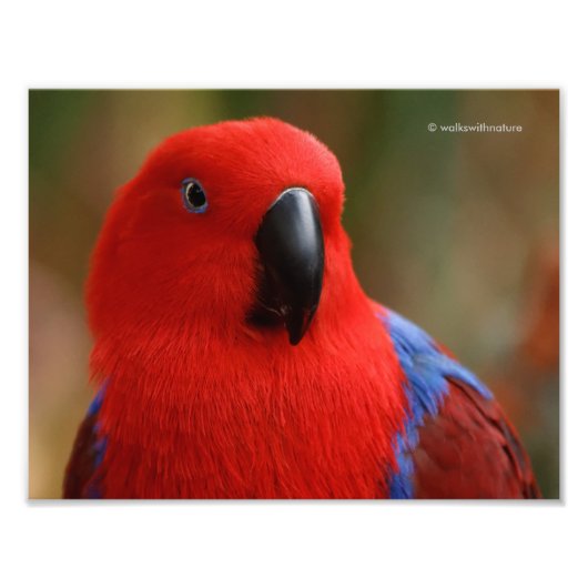 Impression Photo Belle "Dame en rouge" Eclectus Parrot (Devant)