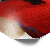 Impression Photo Belle "Dame en rouge" Eclectus Parrot (Coin)