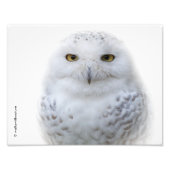 Impression Photo Belle, Dreamy et Serene Snowy Owl (Devant)
