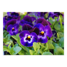Belle et vive fleurs de pavot violet