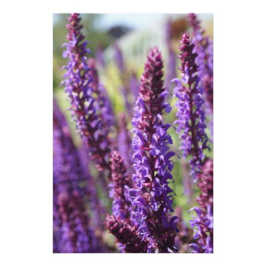 Impression Photo Belle Fleur de Lavande Violette (Devant)